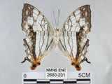 中文名:石牆蝶(網絲蛺蝶)(2680-231)學名:Cyrestis thyodamas formosana Fruhstorfer, 1898(2680-231)