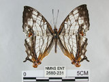 中文名:石牆蝶(網絲蛺蝶)(2680-231)學名:Cyrestis thyodamas formosana Fruhstorfer, 1898(2680-231)