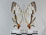 中文名:石牆蝶(網絲蛺蝶)(2909-1330)學名:Cyrestis thyodamas formosana Fruhstorfer, 1898(2909-1330)