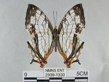 中文名:石牆蝶(網絲蛺蝶)(2909-1330)學名:Cyrestis thyodamas formosana Fruhstorfer, 1898(2909-1330)