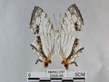 中文名:石牆蝶(網絲蛺蝶)(2909-56)學名:Cyrestis thyodamas formosana Fruhstorfer, 1898(2909-56)