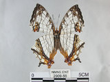 中文名:石牆蝶(網絲蛺蝶)(2909-56)學名:Cyrestis thyodamas formosana Fruhstorfer, 1898(2909-56)