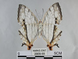 中文名:石牆蝶(網絲蛺蝶)(2909-88)學名:Cyrestis thyodamas formosana Fruhstorfer, 1898(2909-88)