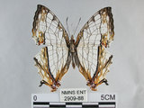 中文名:石牆蝶(網絲蛺蝶)(2909-88)學名:Cyrestis thyodamas formosana Fruhstorfer, 1898(2909-88)