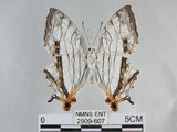 中文名:石牆蝶(網絲蛺蝶)(2909-607)學名:Cyrestis thyodamas formosana Fruhstorfer, 1898(2909-607)