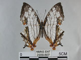 中文名:石牆蝶(網絲蛺蝶)(2909-607)學名:Cyrestis thyodamas formosana Fruhstorfer, 1898(2909-607)