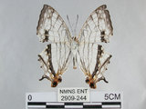 中文名:石牆蝶(網絲蛺蝶)(2909-244)學名:Cyrestis thyodamas formosana Fruhstorfer, 1898(2909-244)