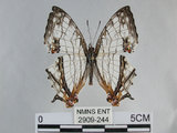 中文名:石牆蝶(網絲蛺蝶)(2909-244)學名:Cyrestis thyodamas formosana Fruhstorfer, 1898(2909-244)