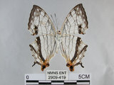 中文名:石牆蝶(網絲蛺蝶)(2909-419)學名:Cyrestis thyodamas formosana Fruhstorfer, 1898(2909-419)