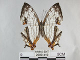 中文名:石牆蝶(網絲蛺蝶)(2909-419)學名:Cyrestis thyodamas formosana Fruhstorfer, 1898(2909-419)