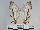 中文名:石牆蝶(網絲蛺蝶)(2909-216)學名:Cyrestis thyodamas formosana Fruhstorfer, 1898(2909-216)