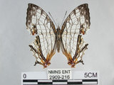 中文名:石牆蝶(網絲蛺蝶)(2909-216)學名:Cyrestis thyodamas formosana Fruhstorfer, 1898(2909-216)