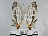 中文名:石牆蝶(網絲蛺蝶)(2909-341)學名:Cyrestis thyodamas formosana Fruhstorfer, 1898(2909-341)