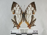 中文名:石牆蝶(網絲蛺蝶)(2909-341)學名:Cyrestis thyodamas formosana Fruhstorfer, 1898(2909-341)