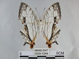 中文名:石牆蝶(網絲蛺蝶)(2909-1244)學名:Cyrestis thyodamas formosana Fruhstorfer, 1898(2909-1244)