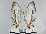 中文名:石牆蝶(網絲蛺蝶)(2909-198)學名:Cyrestis thyodamas formosana Fruhstorfer, 1898(2909-198)