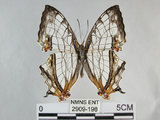 中文名:石牆蝶(網絲蛺蝶)(2909-198)學名:Cyrestis thyodamas formosana Fruhstorfer, 1898(2909-198)