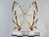 中文名:石牆蝶(網絲蛺蝶)(2909-172)學名:Cyrestis thyodamas formosana Fruhstorfer, 1898(2909-172)