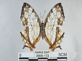 中文名:石牆蝶(網絲蛺蝶)(2909-172)學名:Cyrestis thyodamas formosana Fruhstorfer, 1898(2909-172)