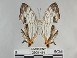 中文名:石牆蝶(網絲蛺蝶)(2909-414)學名:Cyrestis thyodamas formosana Fruhstorfer, 1898(2909-414)