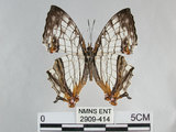 中文名:石牆蝶(網絲蛺蝶)(2909-414)學名:Cyrestis thyodamas formosana Fruhstorfer, 1898(2909-414)