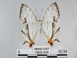 中文名:石牆蝶(網絲蛺蝶)(2909-339)學名:Cyrestis thyodamas formosana Fruhstorfer, 1898(2909-339)