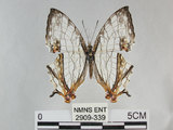 中文名:石牆蝶(網絲蛺蝶)(2909-339)學名:Cyrestis thyodamas formosana Fruhstorfer, 1898(2909-339)