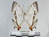 中文名:石牆蝶(網絲蛺蝶)(2909-693)學名:Cyrestis thyodamas formosana Fruhstorfer, 1898(2909-693)