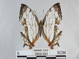 中文名:石牆蝶(網絲蛺蝶)(2909-693)學名:Cyrestis thyodamas formosana Fruhstorfer, 1898(2909-693)