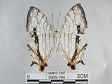 中文名:石牆蝶(網絲蛺蝶)(2909-704)學名:Cyrestis thyodamas formosana Fruhstorfer, 1898(2909-704)