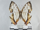 中文名:石牆蝶(網絲蛺蝶)(2909-704)學名:Cyrestis thyodamas formosana Fruhstorfer, 1898(2909-704)