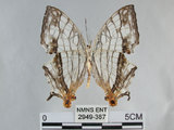 中文名:石牆蝶(網絲蛺蝶)(2949-387)學名:Cyrestis thyodamas formosana Fruhstorfer, 1898(2949-387)