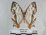 中文名:石牆蝶(網絲蛺蝶)(2949-387)學名:Cyrestis thyodamas formosana Fruhstorfer, 1898(2949-387)