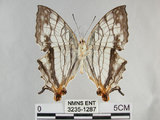 中文名:石牆蝶(網絲蛺蝶)(3235-1287)學名:Cyrestis thyodamas formosana Fruhstorfer, 1898(3235-1287)