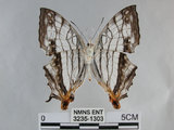 中文名:石牆蝶(網絲蛺蝶)(3235-1303)學名:Cyrestis thyodamas formosana Fruhstorfer, 1898(3235-1303)