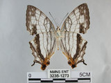 中文名:石牆蝶(網絲蛺蝶)(3235-1273)學名:Cyrestis thyodamas formosana Fruhstorfer, 1898(3235-1273)