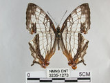 中文名:石牆蝶(網絲蛺蝶)(3235-1273)學名:Cyrestis thyodamas formosana Fruhstorfer, 1898(3235-1273)