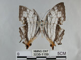 中文名:石牆蝶(網絲蛺蝶)(3235-1159)學名:Cyrestis thyodamas formosana Fruhstorfer, 1898(3235-1159)