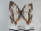 中文名:石牆蝶(網絲蛺蝶)(3235-1159)學名:Cyrestis thyodamas formosana Fruhstorfer, 1898(3235-1159)