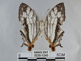 中文名:石牆蝶(網絲蛺蝶)(3235-1245)學名:Cyrestis thyodamas formosana Fruhstorfer, 1898(3235-1245)