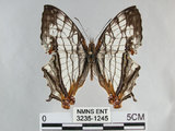 中文名:石牆蝶(網絲蛺蝶)(3235-1245)學名:Cyrestis thyodamas formosana Fruhstorfer, 1898(3235-1245)