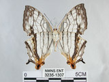 中文名:石牆蝶(網絲蛺蝶)(3235-1307)學名:Cyrestis thyodamas formosana Fruhstorfer, 1898(3235-1307)