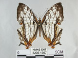 中文名:石牆蝶(網絲蛺蝶)(3235-1307)學名:Cyrestis thyodamas formosana Fruhstorfer, 1898(3235-1307)