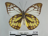 中文名:斑粉蝶(鋸粉蝶) (1282-18580)學名:Prioneris thestylis formosana Fruhstorfer, 1908 (1282-18580)