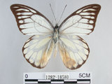 中文名:斑粉蝶(鋸粉蝶) (1282-18580)學名:Prioneris thestylis formosana Fruhstorfer, 1908 (1282-18580)