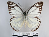 中文名:斑粉蝶(鋸粉蝶)(1282-17299)學名:Prioneris thestylis formosana Fruhstorfer, 1908(1282-17299)