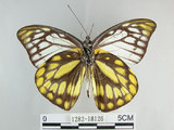 中文名:斑粉蝶(鋸粉蝶)(1282-18126)學名:Prioneris thestylis formosana Fruhstorfer, 1908(1282-18126)