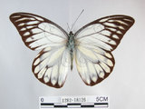 中文名:斑粉蝶(鋸粉蝶)(1282-18126)學名:Prioneris thestylis formosana Fruhstorfer, 1908(1282-18126)