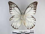 中文名:斑粉蝶(鋸粉蝶)(1282-18625)學名:Prioneris thestylis formosana Fruhstorfer, 1908(1282-18625)