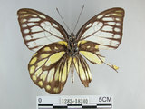 中文名:斑粉蝶(鋸粉蝶)(1282-18240)學名:Prioneris thestylis formosana Fruhstorfer, 1908(1282-18240)